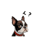 毎日使える大人可愛いボストンテリア（個別スタンプ：34）