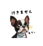 毎日使える大人可愛いボストンテリア（個別スタンプ：38）