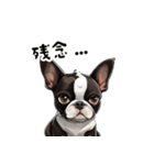毎日使える大人可愛いボストンテリア（個別スタンプ：39）
