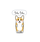 激しく尻尾をふるコーギー（個別スタンプ：5）