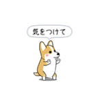 激しく尻尾をふるコーギー（個別スタンプ：11）