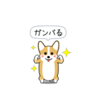 激しく尻尾をふるコーギー（個別スタンプ：12）