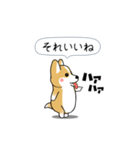 激しく尻尾をふるコーギー（個別スタンプ：17）