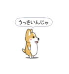 激しく尻尾をふるコーギー（個別スタンプ：20）