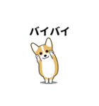 激しく尻尾をふるコーギー（個別スタンプ：23）