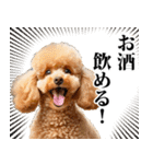 酒☆トイプードル（個別スタンプ：3）