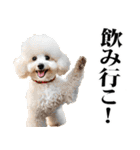 酒☆トイプードル（個別スタンプ：5）
