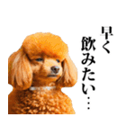 酒☆トイプードル（個別スタンプ：17）