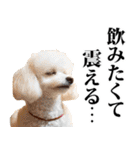 酒☆トイプードル（個別スタンプ：18）