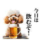 酒☆トイプードル（個別スタンプ：20）