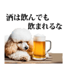 酒☆トイプードル（個別スタンプ：33）