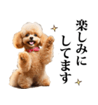 酒☆トイプードル（個別スタンプ：35）