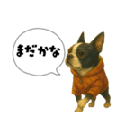 ハロウィンから新年まで福ちゃんの日常（個別スタンプ：21）