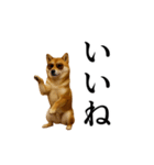 【踊る】シブ犬（個別スタンプ：1）