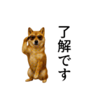 【踊る】シブ犬（個別スタンプ：2）