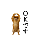 【踊る】シブ犬（個別スタンプ：3）