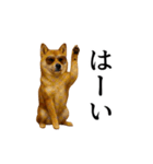 【踊る】シブ犬（個別スタンプ：4）