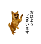 【踊る】シブ犬（個別スタンプ：5）
