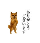 【踊る】シブ犬（個別スタンプ：7）