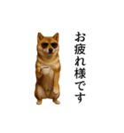 【踊る】シブ犬（個別スタンプ：8）