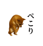 【踊る】シブ犬（個別スタンプ：9）