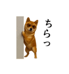 【踊る】シブ犬（個別スタンプ：11）