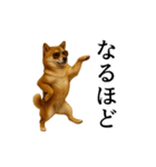 【踊る】シブ犬（個別スタンプ：13）