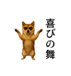 【踊る】シブ犬（個別スタンプ：14）