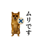 【踊る】シブ犬（個別スタンプ：16）
