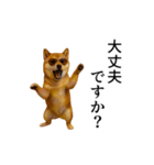 【踊る】シブ犬（個別スタンプ：17）