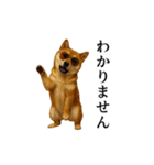 【踊る】シブ犬（個別スタンプ：18）