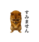 【踊る】シブ犬（個別スタンプ：19）