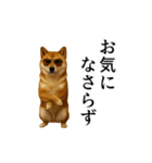 【踊る】シブ犬（個別スタンプ：20）