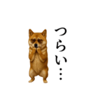 【踊る】シブ犬（個別スタンプ：21）