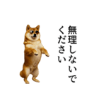 【踊る】シブ犬（個別スタンプ：22）
