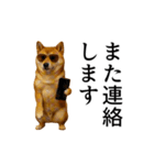 【踊る】シブ犬（個別スタンプ：23）