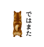 【踊る】シブ犬（個別スタンプ：24）