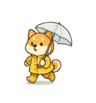 レインコート柴犬 みずたまりパレード（個別スタンプ：2）