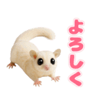 フクモモ兄弟の界隈生活（個別スタンプ：7）