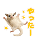 フクモモ兄弟の界隈生活（個別スタンプ：8）
