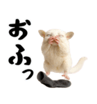 フクモモ兄弟の界隈生活（個別スタンプ：38）