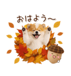 大人かわいい秋の癒しポメラニアン（個別スタンプ：1）