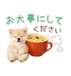 大人かわいい秋の癒しポメラニアン（個別スタンプ：28）