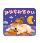 大人かわいい秋の癒しポメラニアン（個別スタンプ：32）