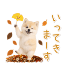 大人かわいい秋の癒しポメラニアン（個別スタンプ：33）