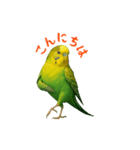 ポーズキメキメインコのごあいさつ（個別スタンプ：1）