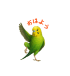 ポーズキメキメインコのごあいさつ（個別スタンプ：3）