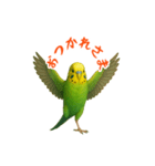 ポーズキメキメインコのごあいさつ（個別スタンプ：4）