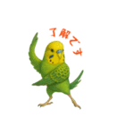 ポーズキメキメインコのごあいさつ（個別スタンプ：7）