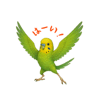 ポーズキメキメインコのごあいさつ（個別スタンプ：8）